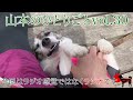 山本のひとりごとvol.30「wbcを見て感じたこと」　psdドッグサポートセンター　いぬプロ　犬プロ　inupro 犬のしつけ　教育　訓練士　ドッグトレーナー