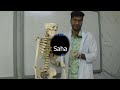 how to place spleen in anatomical position placing spleen in position in a skeleton anatomy viva