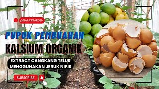 MUDAH dan MURAH!!! CARA MEMBUAT PUPUK KALSIUM ORGANIK DARI EXSTRAKSI CANGKANG TELUR