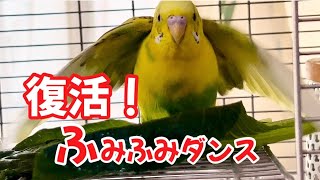 【今週のりっくん】神経障がいと闘うインコVol.38『 ボクのふみふみダンスどう？いけてるでしょう？』