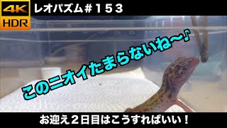 レオパお迎え２日目はこうすればいい！【レオパ専用チャンネル！】〜レオパズム  by  SHIGE〜No.153