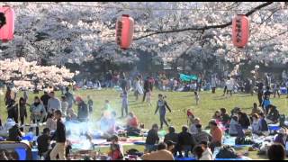 2012年蕨市民公園の桜