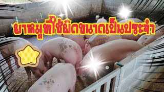 ยาหมูที่ชอบใช้ผิดขนาดเป็นประจำ #ธนสารฟาร์ม #คนเลี้ยงหมู #ธนสารการเกษตร #เรื่องหมูๆ