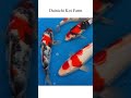 dainichi koi fish koi koifish ponds hobby reels shorts beautiful canada vancouver