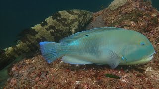 Exmouth Navy Pier Diving