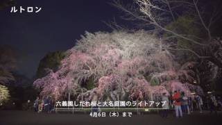 夜桜とともに感じる、春の足音。「六義園しだれ桜ライトアップ」