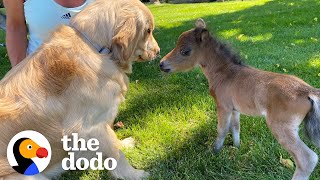 Mini Horse Tries So Hard To Make His Very First Friend | The Dodo Little But Fierce