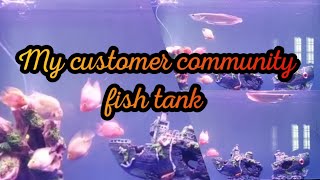 #cjdaquapro Community fish tank Setup #communityfishtank #communityfish #fishtanksetup #monsterfish