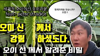 고민하지마세요 !! 오이하엽잎 따 ? 말아? 오이하엽 제거 궁금증 과학적인 노하우 (상편) 어렵지 않아요