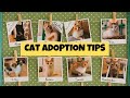 10 Things to Know BEFORE Adopting a Cat