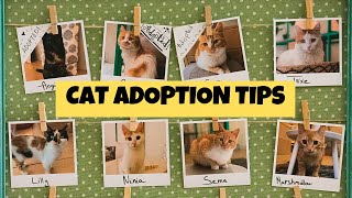 10 Things to Know BEFORE Adopting a Cat