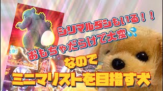 第1回ミニマリストを目指す犬！！ミニマリストという生き方を試したい🐶