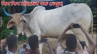 অতি উচ্চ ও সু-বিশাল দেহের বিগ বিগ সাইজের বলদ গরু দেখুন | অস্থির ও ধামাকা কালেকশন | খামারি কৃষি চিত্র