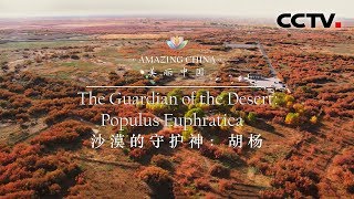 《美丽中国》沙漠的守护神：胡杨 Amazing China-The Guardian of the Desert：Populus Euphratica | CCTV纪录