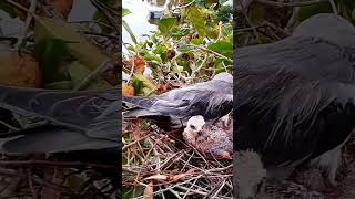 Black winged kite Birds#BirdsOfInstagram#BirdLovers#WildBirds#PetBirds#BirdTok popular on TikTok#sho