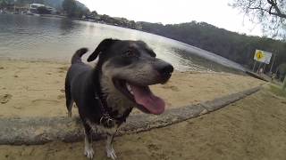 Huskador - Labsky - (Cross Husky / Labrador) Dog