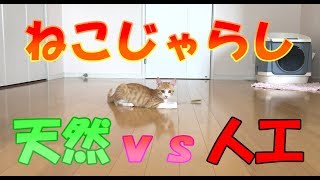 【ねこ検証】子猫が好きな猫じゃらしは？天然vs人工 /Which item does the kitten like? natural or artifact