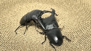 【昆虫バトル】パラワンオオヒラタクワガタ VS スマトラオオヒラタクワガタ Dorcus titanus Palawanicus vs Dorcus Titanus Yasuokai【クワガタバトル】