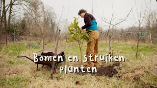 Hoe plant je een boom of struik | stap voor stap uitleg