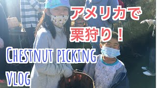 アメリカ生活VLOG　アメリカで栗狩りに挑戦！ First time chestnut picking!