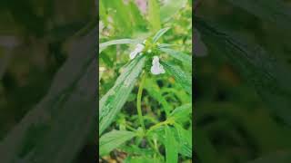 Medicinal plants Part-5 തുമ്പ #thumba#ആയുർവേദ സസ്യങ്ങൾ #shorts#youtubeshorts#