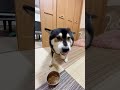 鼻ちょうちんを出しながら、面白い顔で唸ってくる柴犬