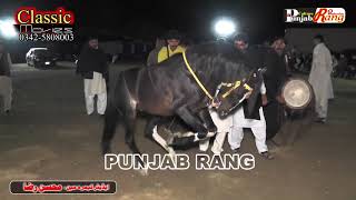 Horse / 2nd Day All Pakistan Horse Dance Khari Rajgan Azad Kashmeer / 62