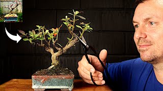 Pruning Bonsai for Ramification #TinyTreeTuesday