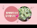 24.4.18 🌹잎꽂이로 2년 키운 러블리로즈들🌹 유독 작은 러블리로즈들만 분갈이해요🌹 유독 작은 이유는 ㅇㅇㅇㅇ때문🌹 러블리로즈다육tv