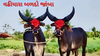 vadhiyara balad//kankrej bull//son_of_farmers_07