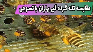 آموزش زنبوردای مقایسه بین تله گرده گیر بهاران و کندو کف باز تسوجی Comparison between pollinator trap