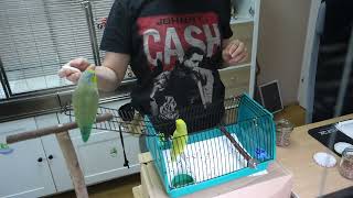 Transportboxtraining mit Sperlingspapageien Teil 3.1 // Carrier training with parrotlets pt.3.1