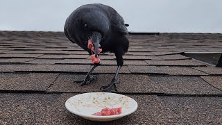 How I'm Befriending A Wild Crow! - Putting Tips To The Test