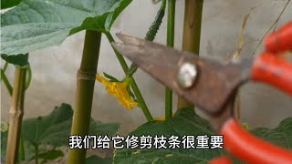 黄瓜这里剪一刀，一棵能结三四十个大黄瓜，方法简单容易操作