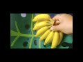 organic banana at home ಮನೆಯಲ್ಲಿ ಬಾಳೆಹಣ್ಣು ಬಾಳೆ ಕಾಯಿ ಬೆಳೆಯುವುದು ಹೇಗೆ my garden fruits