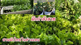 พาชมสวนเพียงพอในต่างแดนแดน ผักไทยในฟินแลนด์ ชมสวนมะยมฝรั่งดกมาก ผักกำลังงาม