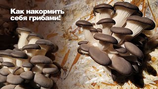 Как вырастить грибы дома!