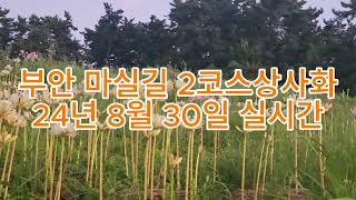 상사화 명소 부안 변산마실길 2코스 개화 실시간 상황 24년 8월 30일