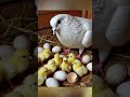 beautiful story pigeon and hen live in the same hut pigeon hen hut birds animals viralvideo