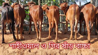 শাহীওয়াল ও গির ষাঁড় বাচ্চা পাবেন সাদ্দাম ডেইরি ফার্মে।#গরুর_খামার #গরুর_দাম #গরুর_হাট