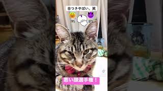 悪い顔選手権！　　#shorts  #gato  #ねこのいる暮らし  #cat  #tiktok  #おすすめ