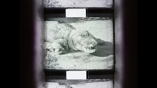 Gators Galore (1930) Pathex 9.5mm film