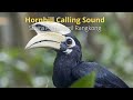 hornbill calling sound