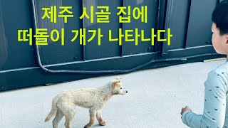 제주 시골 귤밭 집에 떠돌이 개가 나타나다