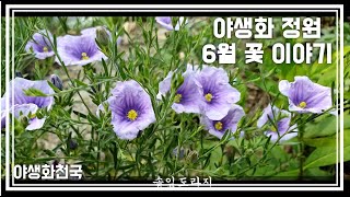 야생화 천국  야생화 정원 6월 꽃이야기.....