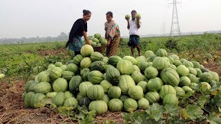 বাঙ্গি চাষ পদ্ধতি ও বাজারজাত করন #উন্নত কৃষি