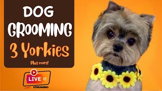 1/31/2025 Dog Grooming Livestream: Malshi, 3 Yorkies, Maltese, making bows and bandannas.