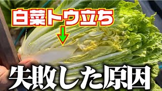 【トウ立ちした白菜って食べられるの？】白菜の花がチラホラ・・・【白菜】【トウ立ち】