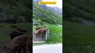 village in norway#travel #viral #trendingshorts #beautiful #viralvideo #nature @arloveda.channel