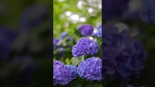 八幡公園￼_雨の日の紫陽花